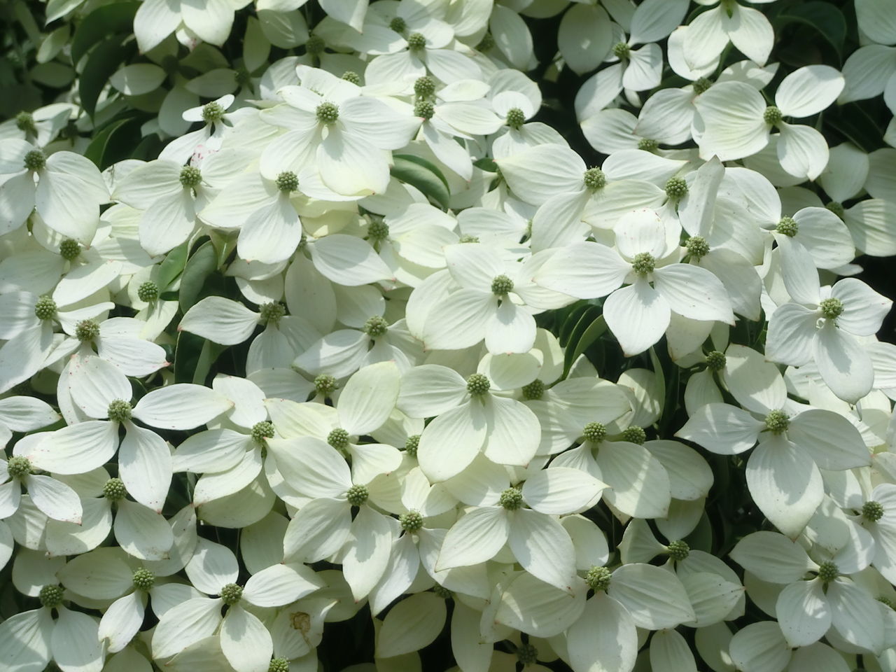 Cornus kousa Blue Shadow